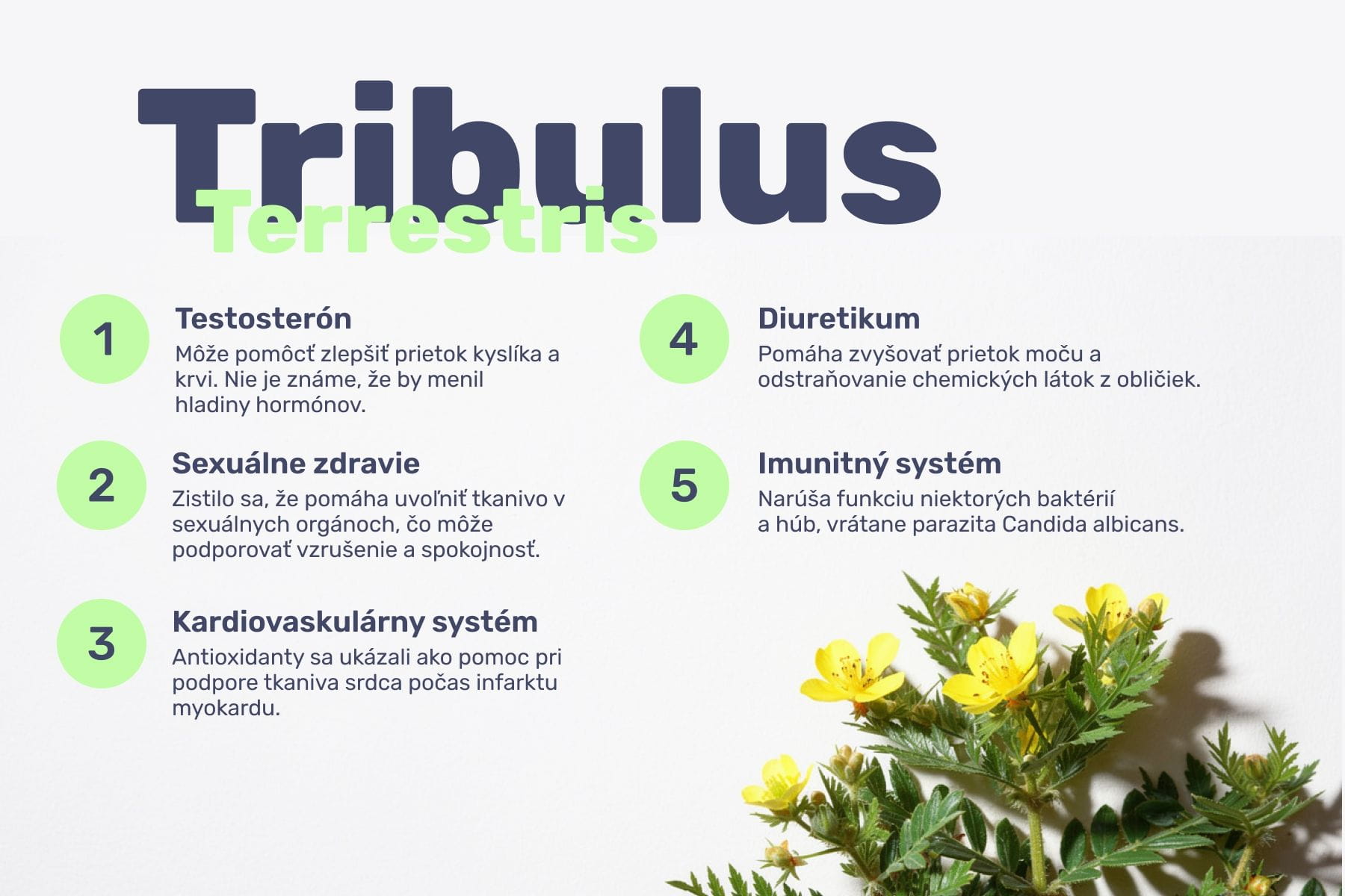 #3 - Infografika - EVOKE - Tribulus terrestris a jeho přínosy pro zdraví (1)