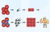 #4 - Infografika - Epicat - epicatechin ako modulator myostatinu a follistatinu