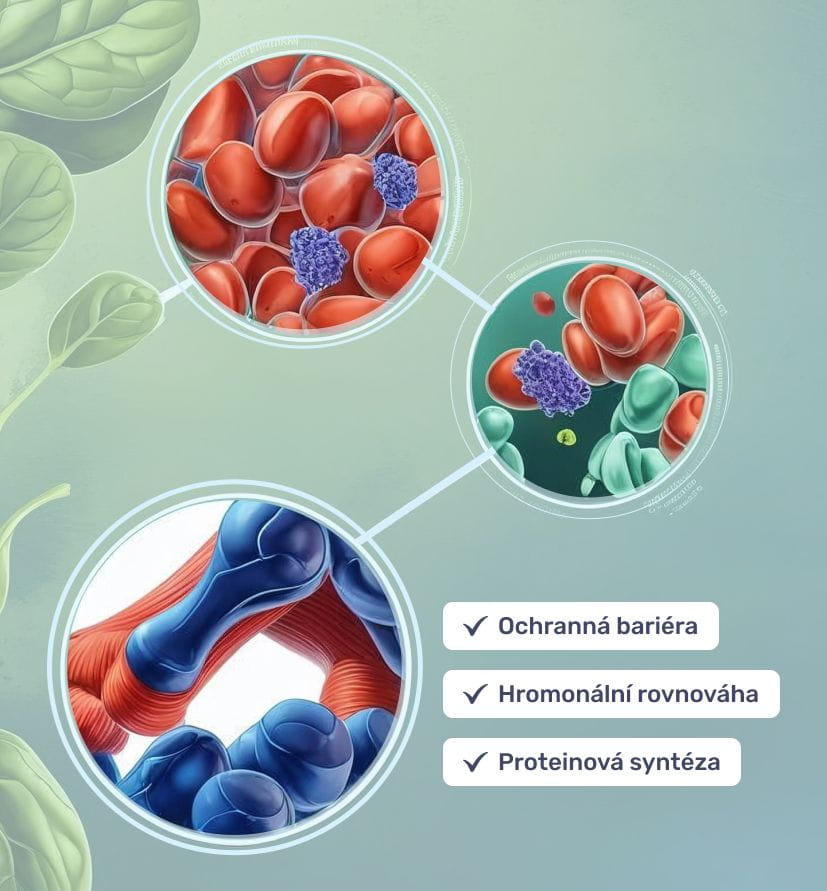 #2 - Infografika - T-1000 - 20-hydroxyEcdysterone - superstimulator regenerace a proteínové syntezy