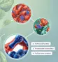 #2 - Infografika - T-1000 - 20-hydroxyEcdysterone - superstimulator regenerace a proteínové syntezy