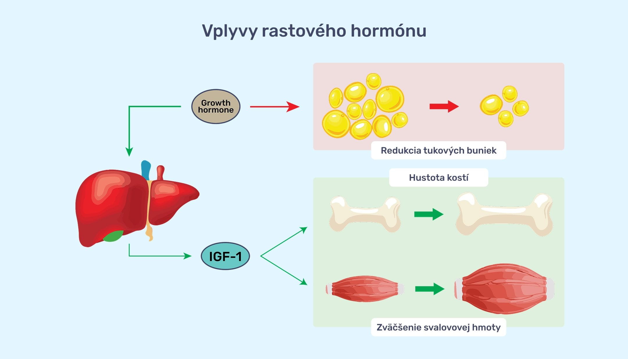 #1 - Infografika - Rastovy hormon (GH) a jeho vplyv na ludske telo - mk 677