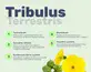 #3 - Infografika - EVOKE - Tribulus terrestris a jeho benefity na zdravie