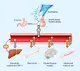 #4 – Infografika – Anabolic Deer – Graf znázorňuje účinky IGF-1 na lidský organismus
