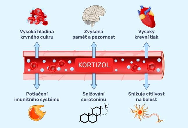 #2 – Infografika – Corticontrol – Vliv kortizolu na lidské zdraví