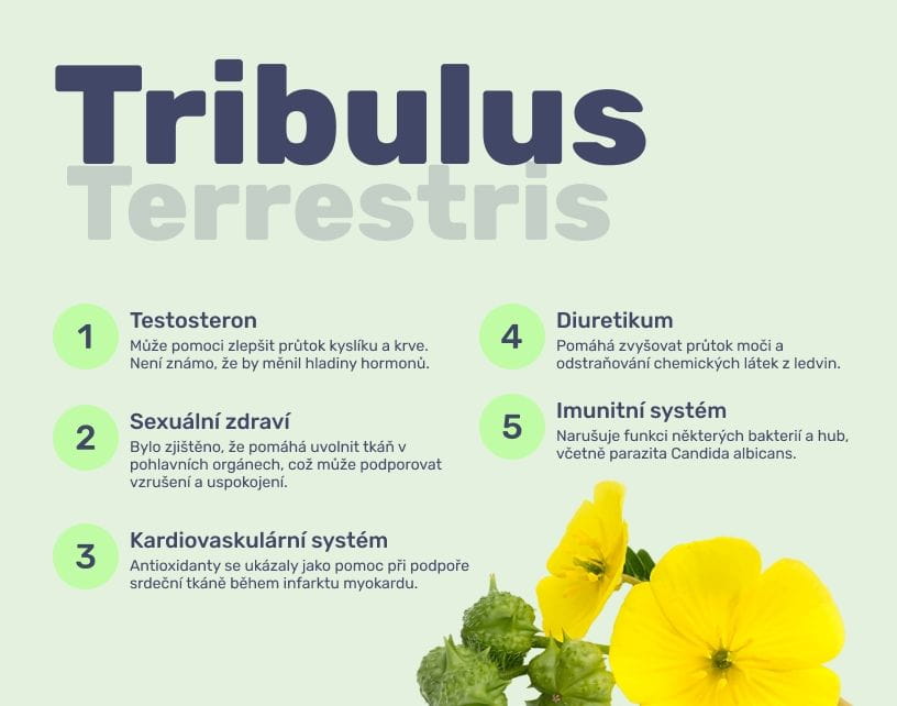#3 - Infografika - EVOKE - Tribulus terrestris a jeho přínosy pro zdraví