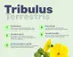 #3 - Infografika - EVOKE - Tribulus terrestris a jeho přínosy pro zdraví