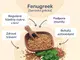 #3 - Infografika - AlphaMax For Lady - čtyři výhody řecké senkovky