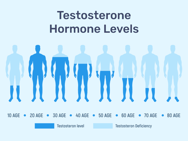 #3 - Infografika - PCT lll - testosterone hormone levels