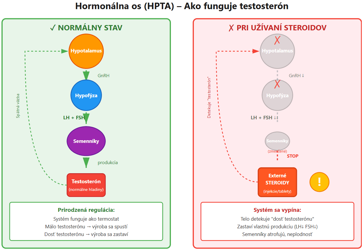 Diagram znázorňujúci ako anabolické steroidy narúšajú prirodzenú produkciu testosterónu v hypotalamo-hypofýzo-testikulárnej osi