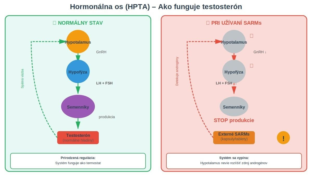 Porovnanie hormonálnej osi HPTA v normálnom stave a pri užívaní SARMs