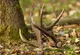 #4 - Infografika - Anabolic Deer - benefity uzivania jelenieho parozia