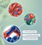 #2 - Infografika - T-1000 - 20-hydroxyEcdysterone - superstimulator regeneracie a proteinovej syntezy bielkovin