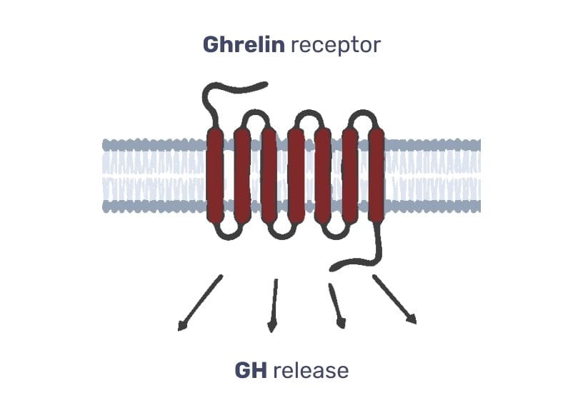 #4 - Infografika - Ibuta-Growth - Ghrelin receptor a uvolnovanie rastoveho hormonu