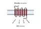 #4 - Infografika - Ibuta-Growth - Ghrelin receptor a uvolnovanie rastoveho hormonu