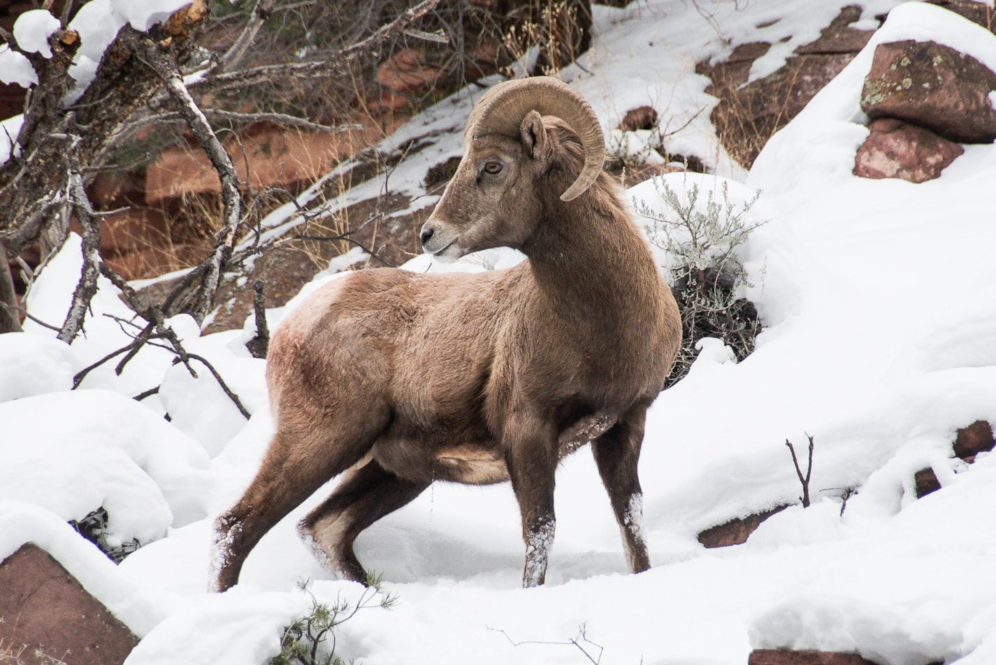 Big Horn sheep at Flaming Gorge