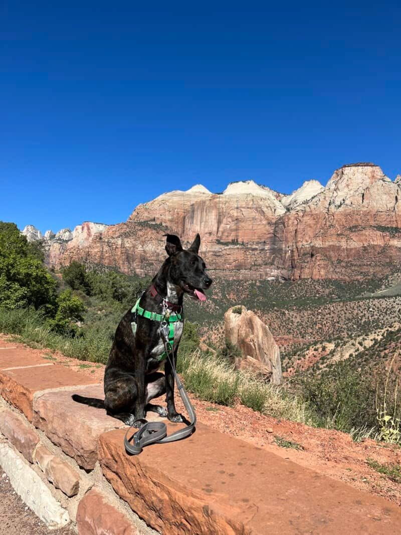 Is Zion National Park Dog Friendly: Essential Tips for Pet Owners