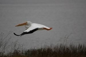 White Pelican - Photo by Dave Taylor