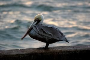 Brown Pelican