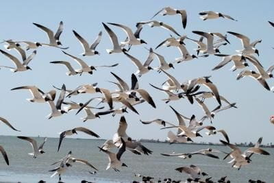 Seagulls - Photo by Diane Loyd