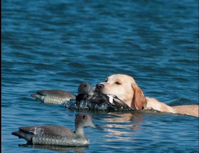 dogwithducks