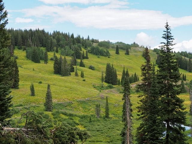 Verdant section of CDT near Rabbit Ears Peak. 
