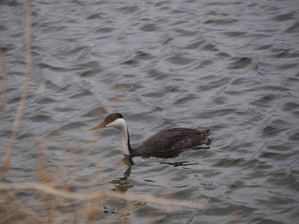 Western Grebe floats by in the Walden Reservoir