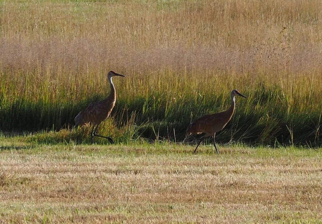Two sandhill cranes walk through the tall grass of a hay meadow just outside Walden, CO
