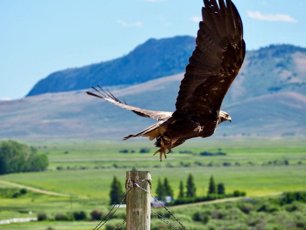 Golden eagle takes flight near Delaney Buttes in North Park
