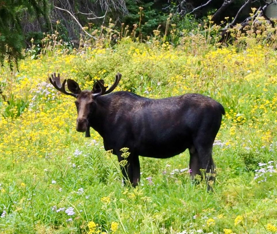 A young bull moose still in velvet stands in wildflowers 