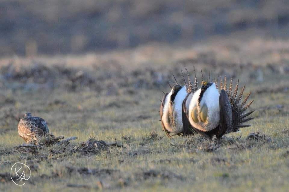 The Greater Sage Grouse lekking dance draws visitors from all over the world to North Park. Two males preen and dance for the attention of a female.