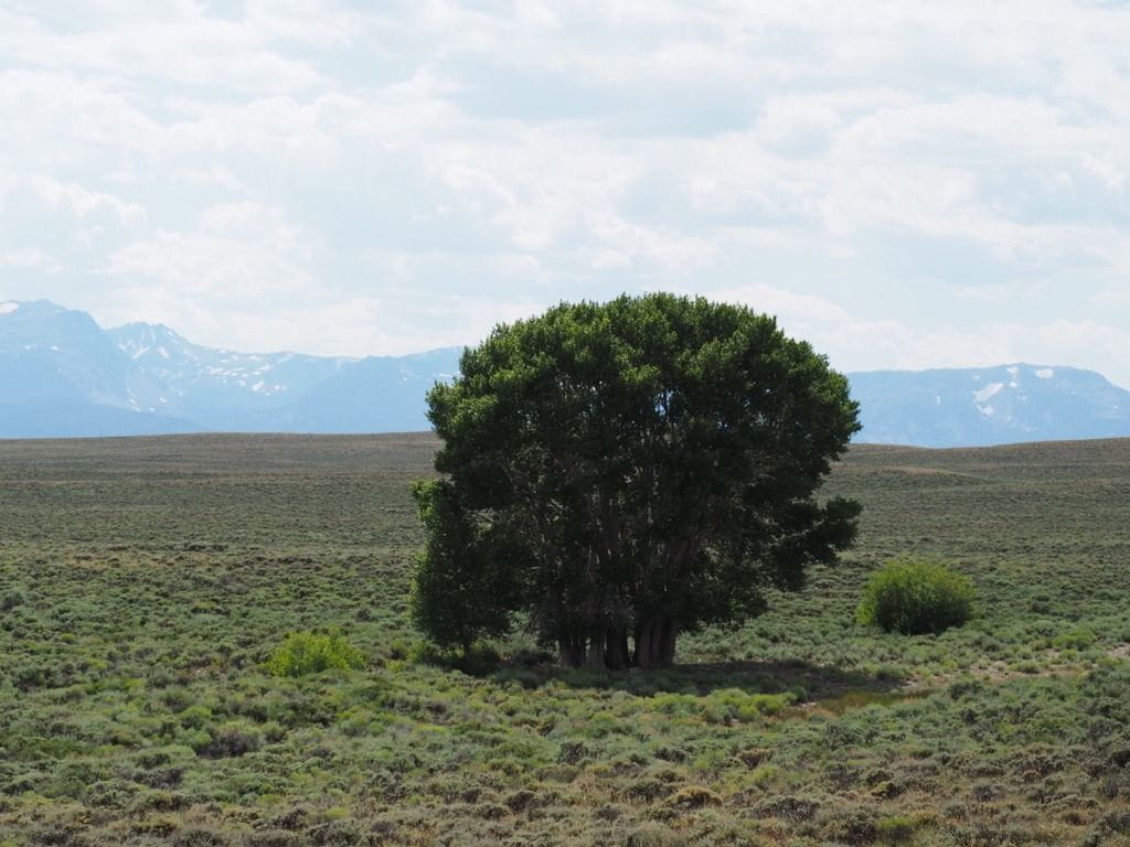 A lone stand of cottonwoods sits amid a vast range of sage brush and prairie in North Park