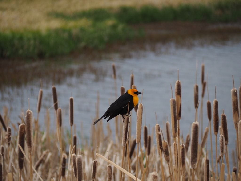 Yellow-headed black bird sits on cattails on the banks of the Walden Reservoir