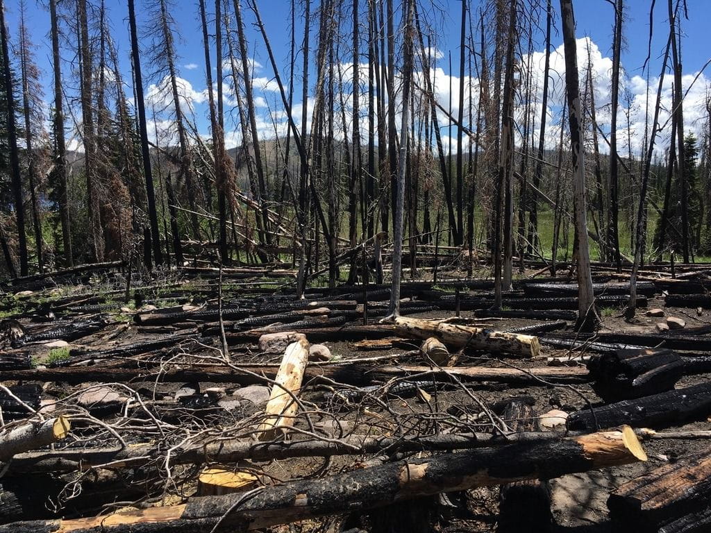 Aftermath of forest firest near Big Creek Lakes