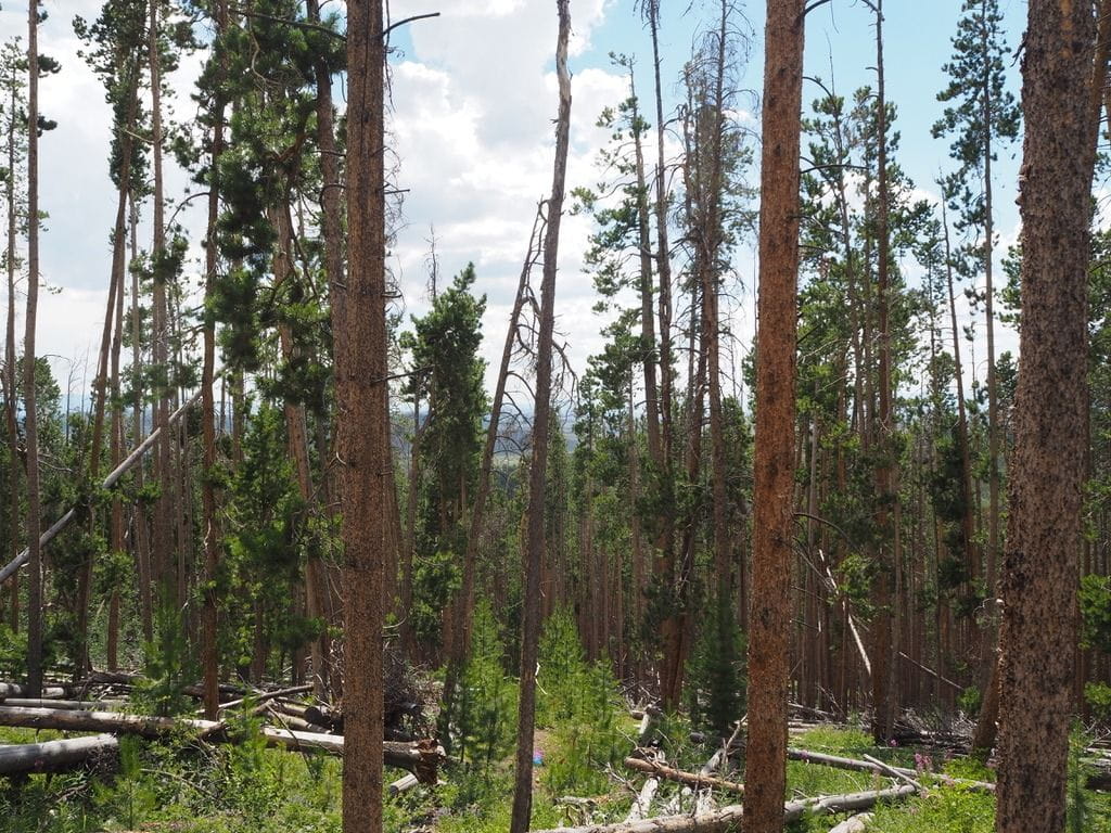 Damaged forests are still recovering in the Colorado mountains.