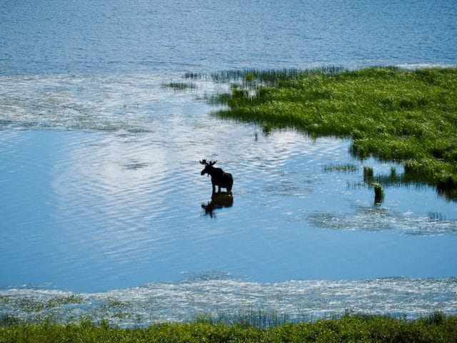 Moose grazing in a mountain lake near the Continental Divide Trailhead