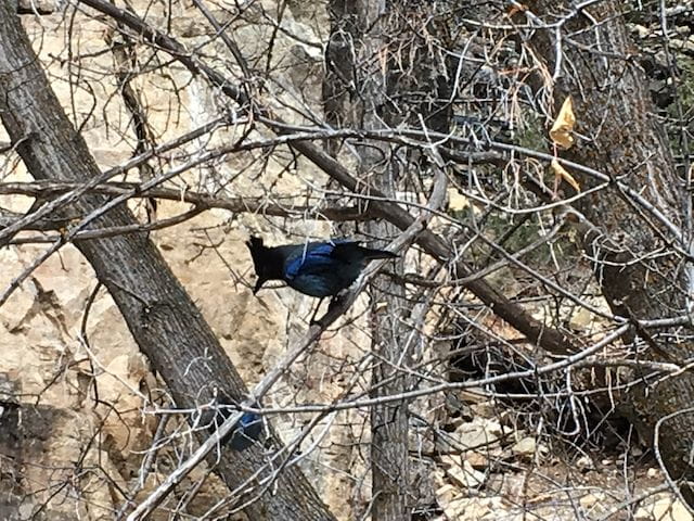 Stellar's Jay looking for food in the spring