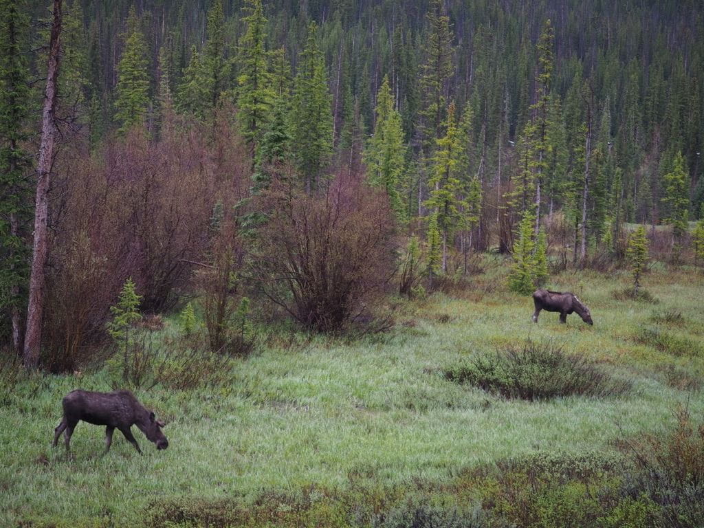 Moose grazing in the shadow of the Nokhu Crags near Gould, CO
