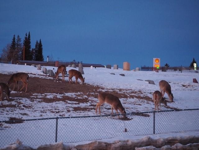 White tailed deer cropping grass at sunset at the Walden Cemetery.