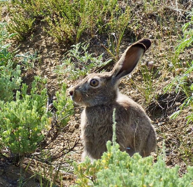 A hare sits still in the blooming sagebrush
