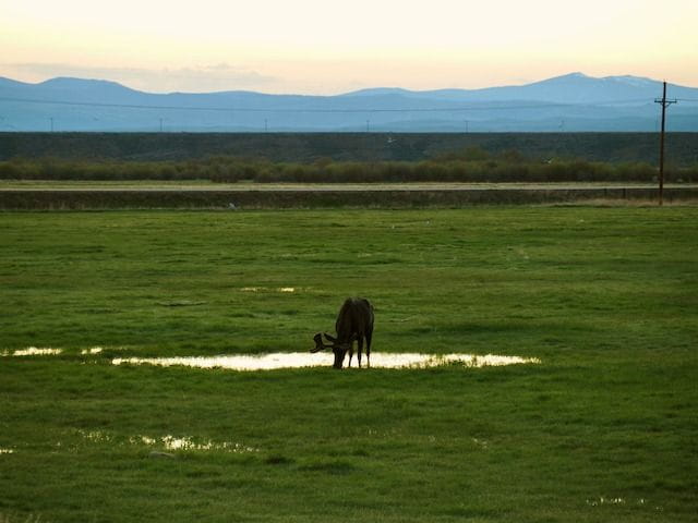 Moose grazing next to HWY 125