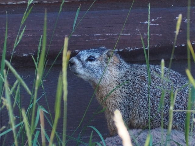 A marmot hangs out at a cabin deck at the Colorado State Forest State Park