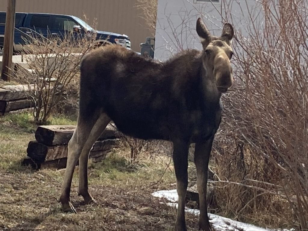 Young moose eating willows behind a building in Walden, CO