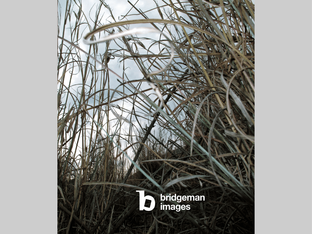 stringy plants against blue sky