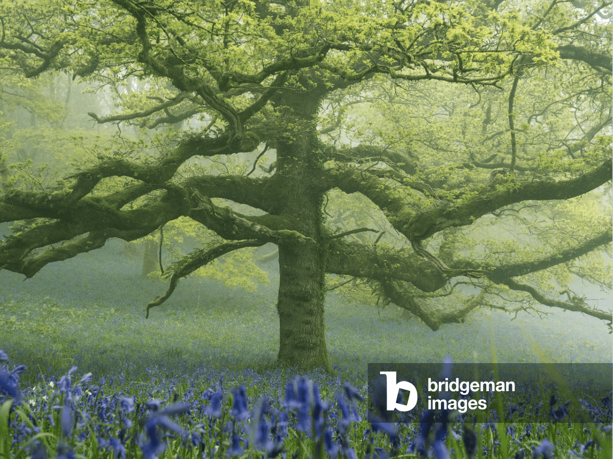 Photograph of forest by Lee Cooper