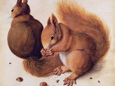Squirrels painting by Albrecht Durer
