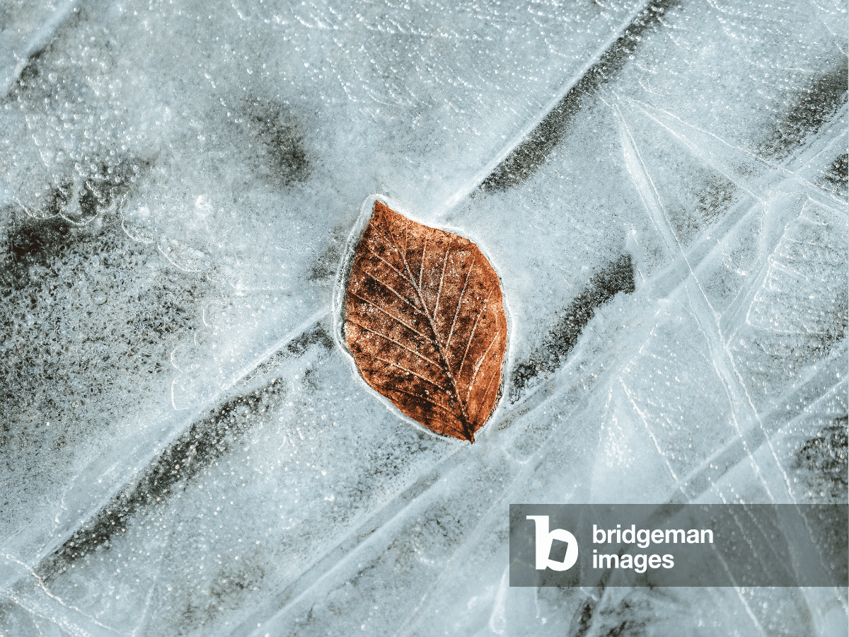 Photo of a leaf before thawing