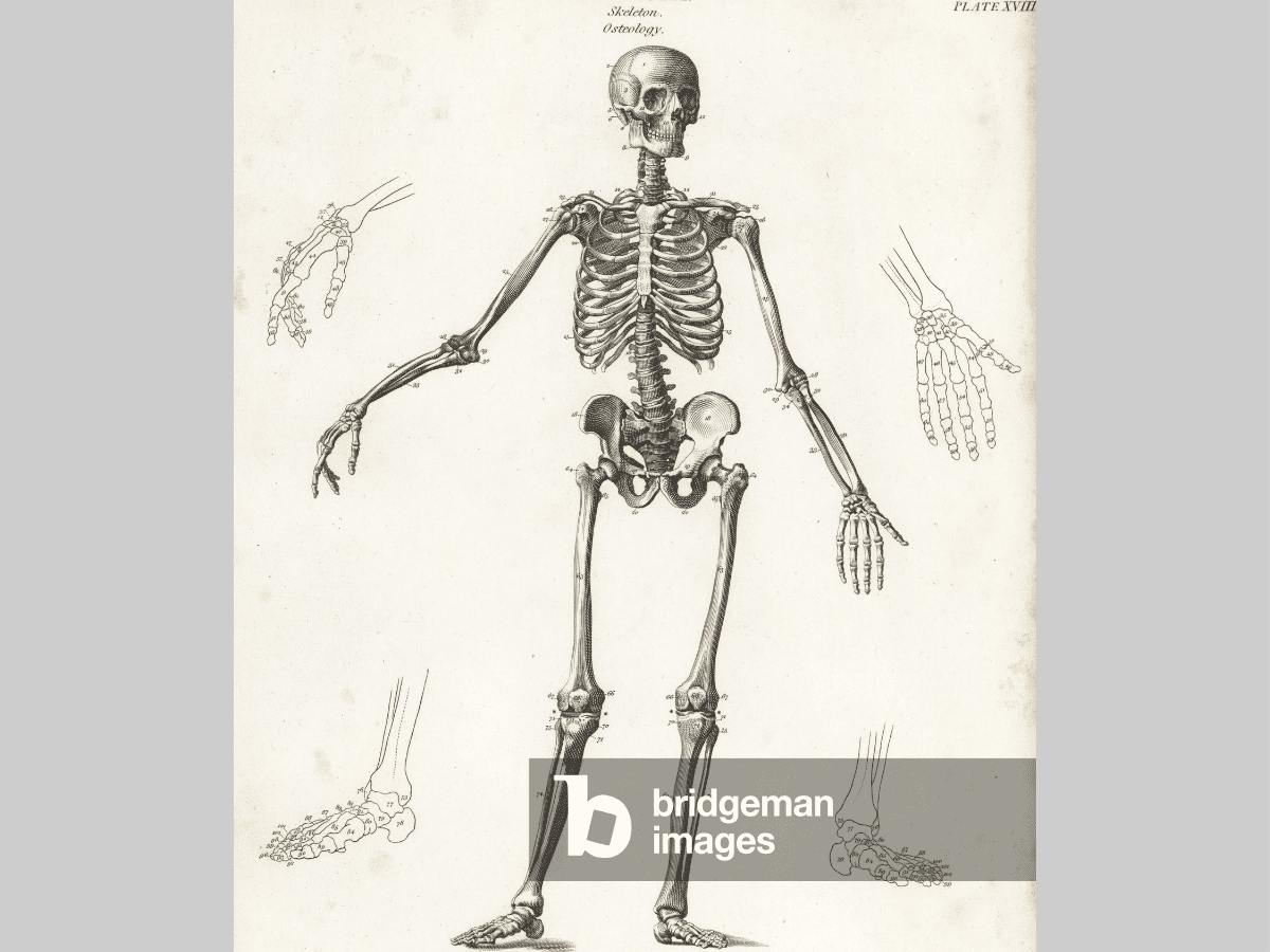 human skeleton diagram