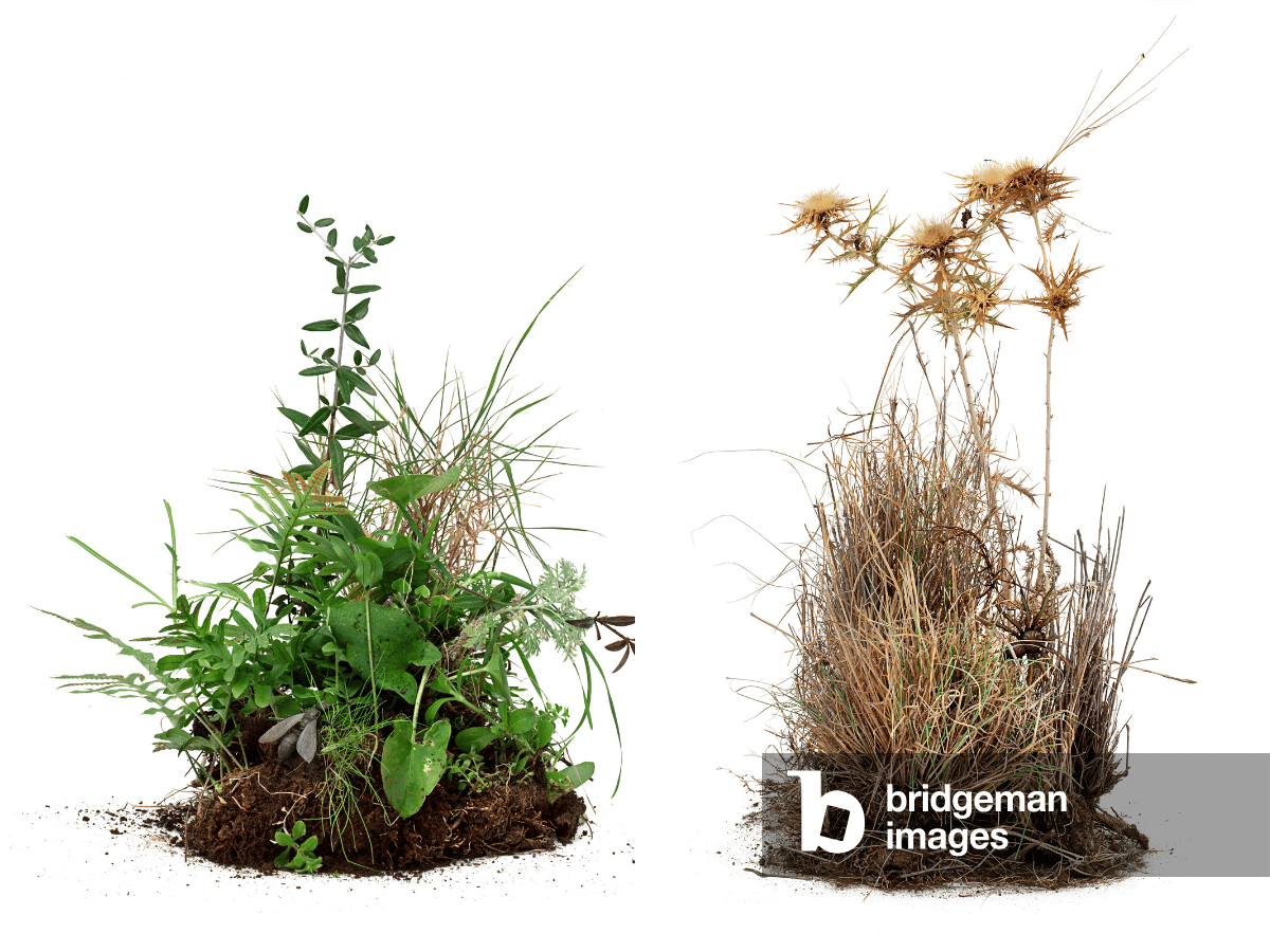 pieces of turf photographs