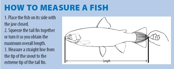 howToMeasureAFish
