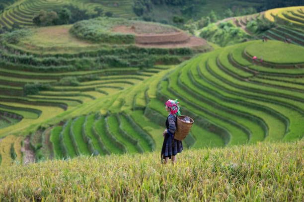 A Hmong woman on rice terraces in Mu Cang Chai, Yen Bai, Vietnam. A Hmong woman on rice terraces in Mu Cang Chai, Yen Bai, Vietnam. Sapa – Fields of Terraced Rice and Ethnic Minority’s Houses stock pictures, royalty-free photos & images